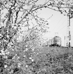 151016 Afbeelding van een electrisch treinstel mat. 1954 van de N.S. (plan P) in een landschap met bloeiende bomen ter ...